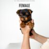 Yorkshire Terrier puppy for Sale in Puchong KL Malaysia