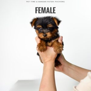 Yorkshire Terrier puppy for Sale in Puchong KL Malaysia