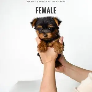 Yorkshire Terrier puppy for Sale in Puchong KL Malaysia
