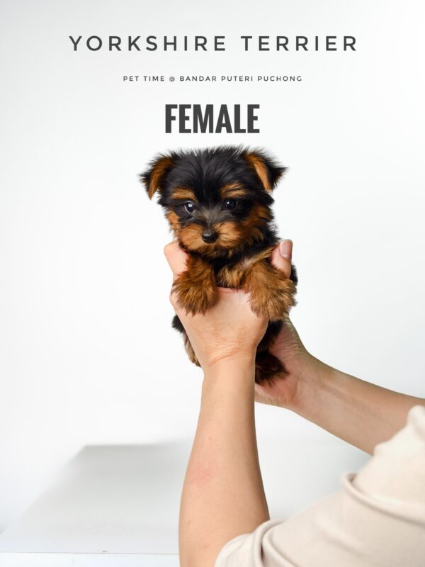 Yorkshire Terrier puppy for Sale in Puchong KL Malaysia