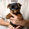 Yorkshire Terrier puppy for Sale in Puchong KL Malaysia
