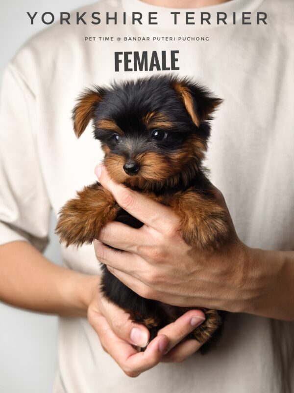 Yorkshire Terrier puppy for Sale in Puchong KL Malaysia