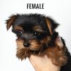 Yorkshire Terrier puppy for Sale in Puchong KL Malaysia