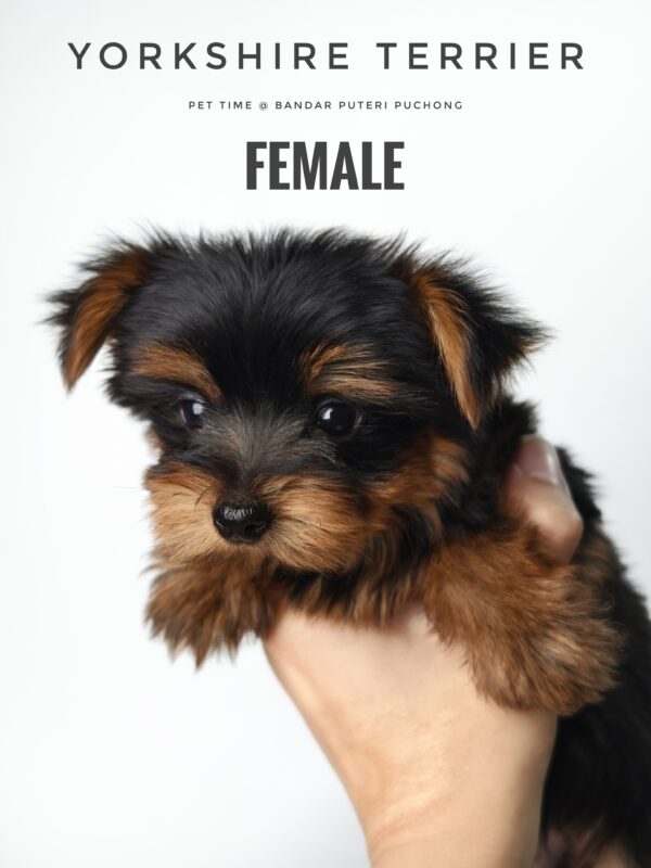 Yorkshire Terrier puppy for Sale in Puchong KL Malaysia