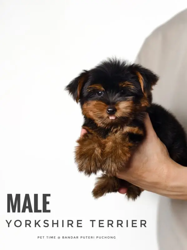 Yorkshire Terrier puppy for Sale in Puchong KL Malaysia
