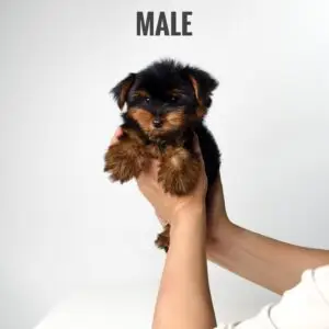 Yorkshire Terrier puppy for Sale in Puchong KL Malaysia