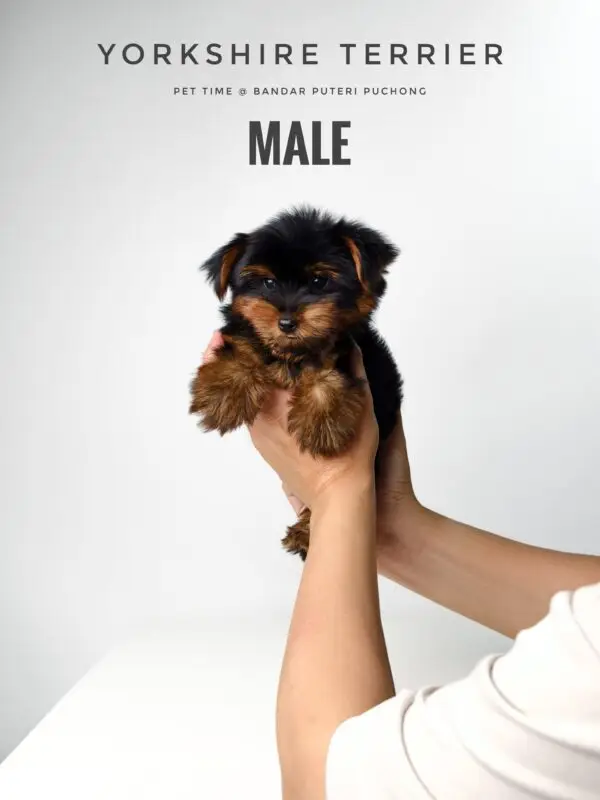 Yorkshire Terrier puppy for Sale in Puchong KL Malaysia