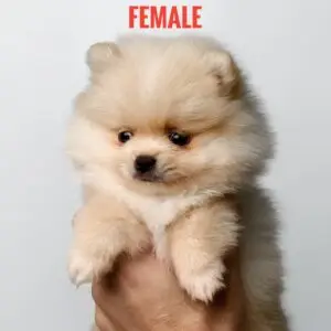 Pomeranian puppy for Sale in Puchong KL Malaysia