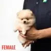 Pomeranian puppy for Sale in Puchong KL Malaysia