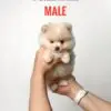 Pomeranian puppy for Sale in Puchong KL Malaysia