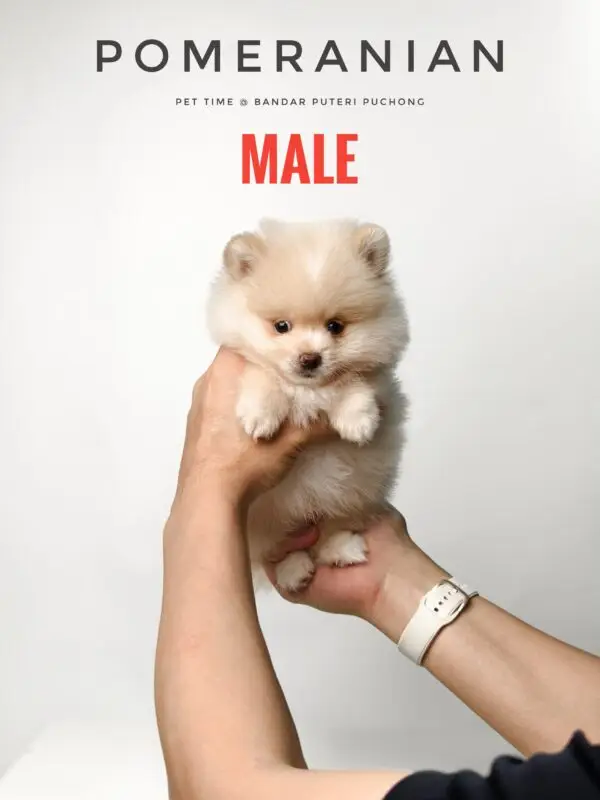 Pomeranian puppy for Sale in Puchong KL Malaysia