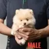 Pomeranian puppy for Sale in Puchong KL Malaysia