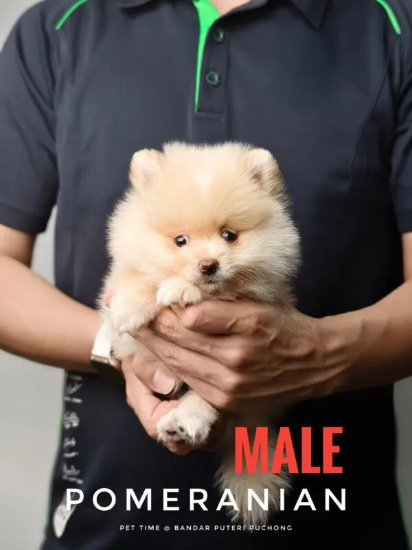 Pomeranian puppy for Sale in Puchong KL Malaysia