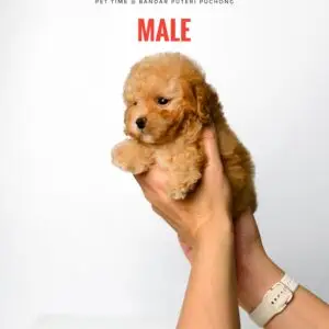 Tiny Poodle puppy for Sale in Puchong KL Malaysia