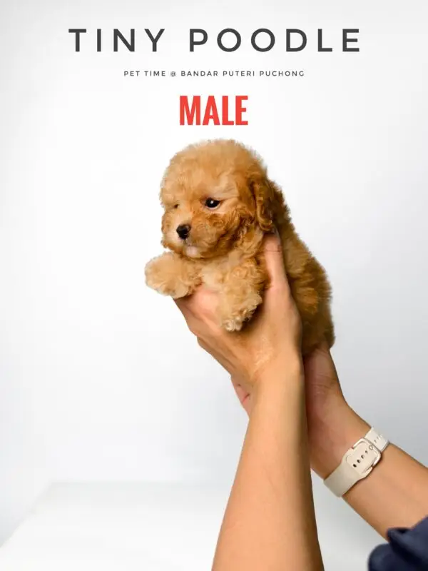 Tiny Poodle puppy for Sale in Puchong KL Malaysia