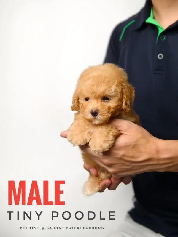 Tiny Poodle puppy for Sale in Puchong KL Malaysia