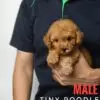 Tiny Poodle puppy for Sale in Puchong KL Malaysia