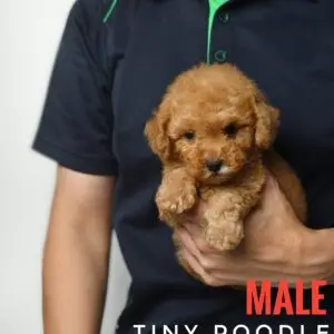 Tiny Poodle puppy for Sale in Puchong KL Malaysia