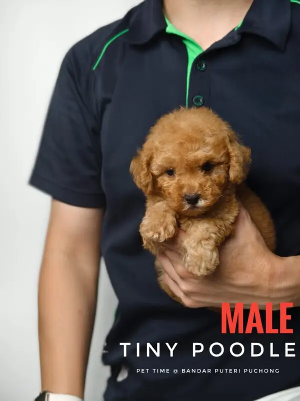 Tiny Poodle puppy for Sale in Puchong KL Malaysia