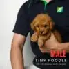 Tiny Poodle puppy for Sale in Puchong KL Malaysia