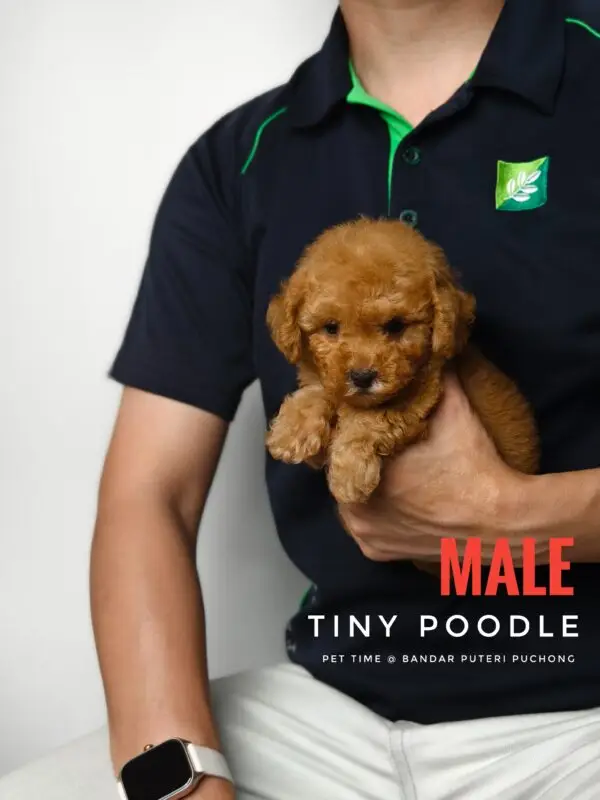 Tiny Poodle puppy for Sale in Puchong KL Malaysia