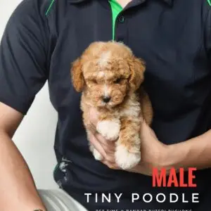 Tiny Poodle puppy for Sale in Puchong KL Malaysia