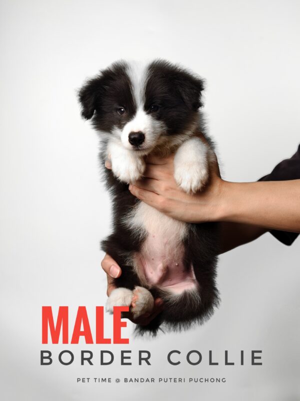 Border Collie Puppy for Sale in Puchong Kuala Lumpur KL Malaysia