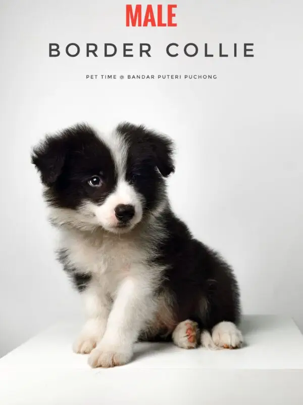 Border Collie Puppy for Sale in Puchong Kuala Lumpur KL Malaysia