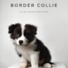 Border Collie Puppy for Sale in Puchong Kuala Lumpur KL Malaysia