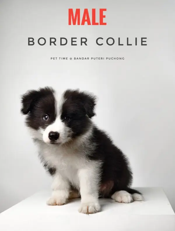 Border Collie Puppy for Sale in Puchong Kuala Lumpur KL Malaysia