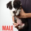 Border Collie Puppy for Sale in Puchong Kuala Lumpur KL Malaysia