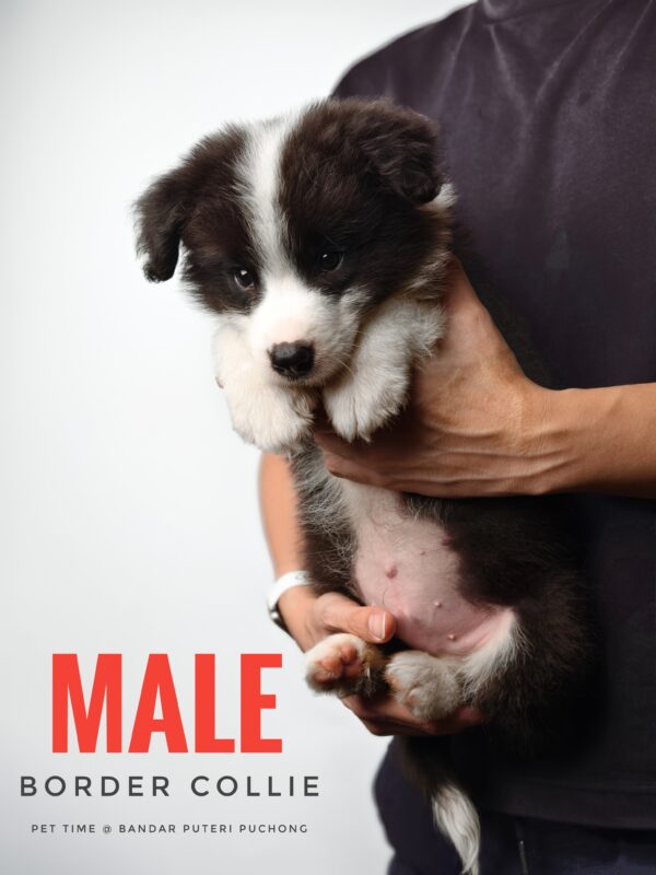 Border Collie Puppy for Sale in Puchong Kuala Lumpur KL Malaysia