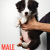 Border Collie Puppy for Sale in Puchong Kuala Lumpur KL Malaysia