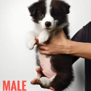 Border Collie Puppy for Sale in Puchong Kuala Lumpur KL Malaysia