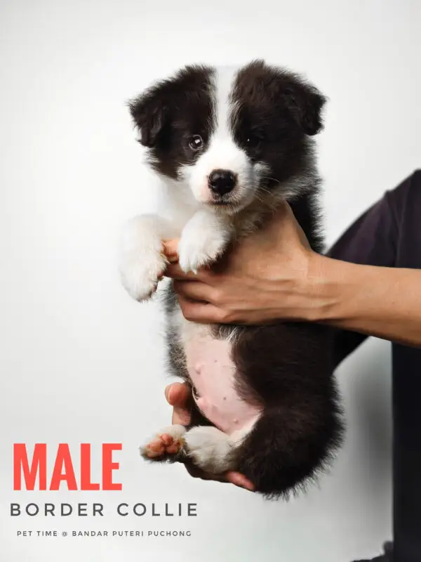 Border Collie Puppy for Sale in Puchong Kuala Lumpur KL Malaysia