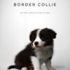 Border Collie Puppy for Sale in Puchong Kuala Lumpur KL Malaysia