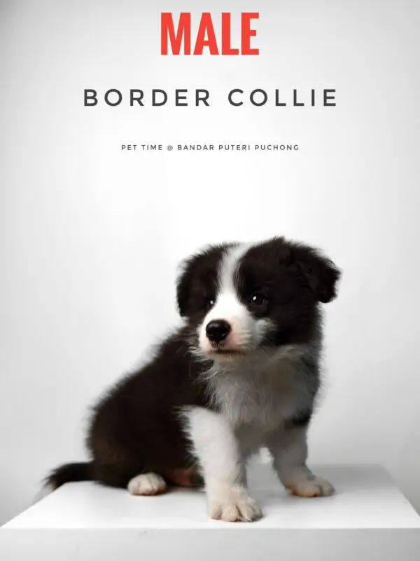 Border Collie Puppy for Sale in Puchong Kuala Lumpur KL Malaysia