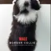 Border Collie Puppy for Sale in Puchong Kuala Lumpur KL Malaysia