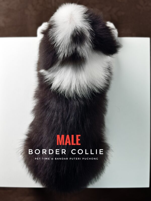 Border Collie Puppy for Sale in Puchong Kuala Lumpur KL Malaysia