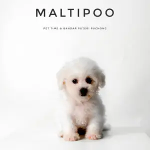 Maltipoo Puppy for Sale in Puchong Kuala Lumpur KL Malaysia
