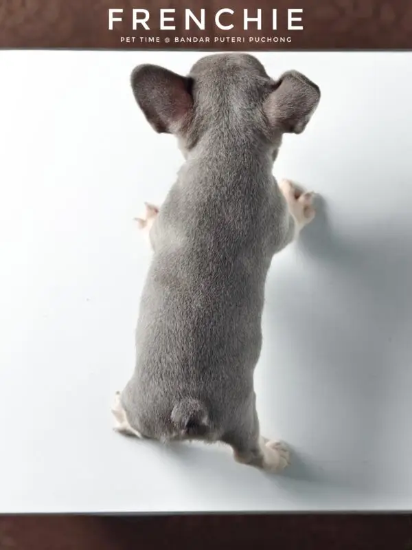 French Bulldog puppy for Sale in Puchong KL Malaysia