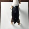 Beagle puppy for Sale in Puchong KL Malaysia