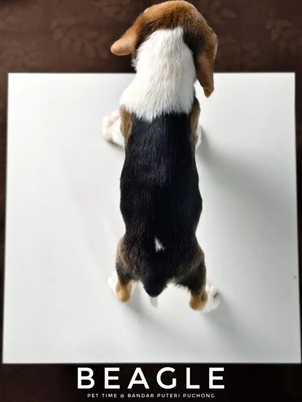 Beagle puppy for Sale in Puchong KL Malaysia