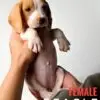 Beagle puppy for Sale in Puchong KL Malaysia