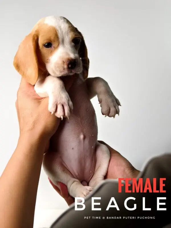 Beagle puppy for Sale in Puchong KL Malaysia