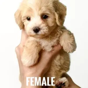 Maltipoo puppy for Sale in Puchong KL Malaysia