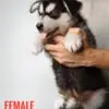 Alaskan Malamute puppy for Sale in Puchong KL Malaysia