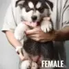 Alaskan Malamute puppy for Sale in Puchong KL Malaysia