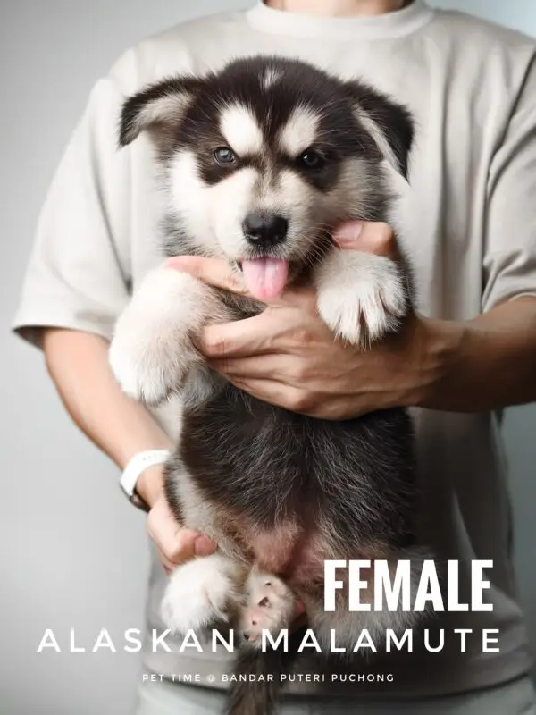 Alaskan Malamute puppy for Sale in Puchong KL Malaysia