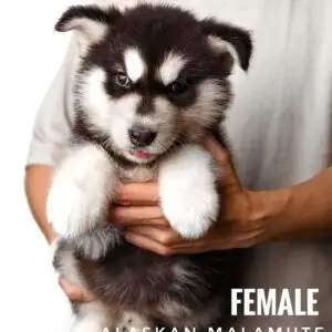 Alaskan Malamute puppy for Sale in Puchong KL Malaysia
